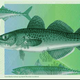 Image for article titled Think Norway’s new bank notes are cool? You should see the ones they rejected